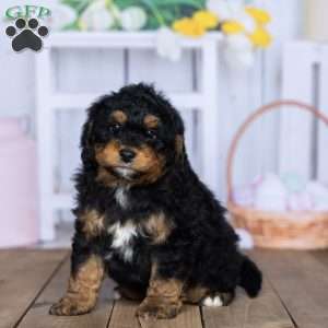 Simba, Mini Bernedoodle Puppy